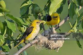 Attēlu rezultāti vaicājumam “Oriolus oriolus female”