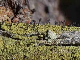 Attēlu rezultāti vaicājumam “Calicium viride”