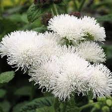 Image result for Ageratum mexicanum