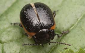 Attēlu rezultāti vaicājumam “Chrysolina sanguinolenta”