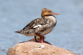 Attēlu rezultāti vaicājumam “Mergus serrator female”