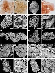 Attēlu rezultāti vaicājumam “Craterium leucocephalum var. scyphoides spores”