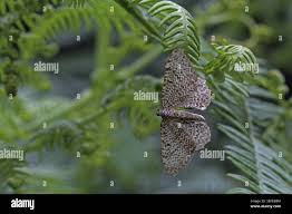Attēlu rezultāti vaicājumam “Hydria undulata”