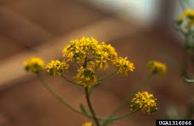 Image result for Isatis tinctoria