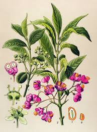 Attēlu rezultāti vaicājumam “Euonymus europaeus”