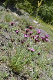 Image result for Dianthus carthusianorum