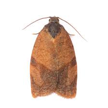 Attēlu rezultāti vaicājumam “Micropterix aureatella”