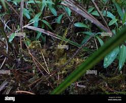 Attēlu rezultāti vaicājumam “Calliergon giganteum”