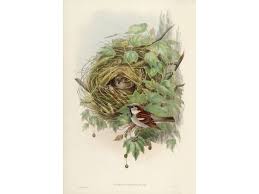 Attēlu rezultāti vaicājumam “Passer domesticus”