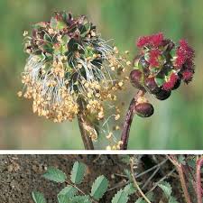 Image result for Sanguisorba minor
