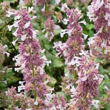 Attēlu rezultāti vaicājumam “Nepeta x faassenii flower”