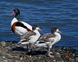 Attēlu rezultāti vaicājumam “Tadorna tadorna”