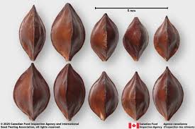 Attēlu rezultāti vaicājumam “Rumex acetosa fruit”