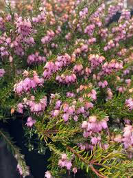 Attēlu rezultāti vaicājumam “Erica x darleyensis flower”