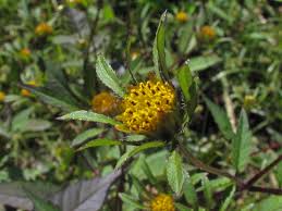 Attēlu rezultāti vaicājumam “Bidens frondosa flower”