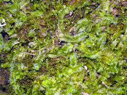 Attēlu rezultāti vaicājumam “Lophocolea”