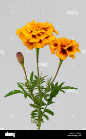 Attēlu rezultāti vaicājumam “Tagetes flower”