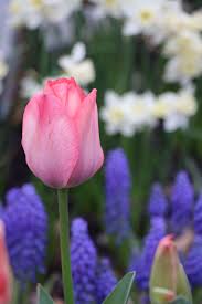 Attēlu rezultāti vaicājumam “Tulipa gesneriana”