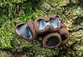 Attēlu rezultāti vaicājumam “Bulgaria inquinans”