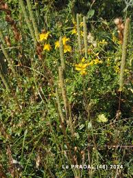 Attēlu rezultāti vaicājumam “Phleum phleoides fruit”