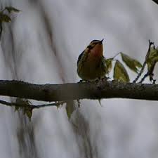 Image result for Dendroica fusca