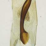 Attēlu rezultāti vaicājumam “Ortholepis betulae”