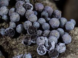 Attēlu rezultāti vaicājumam “Badhamia foliicola”