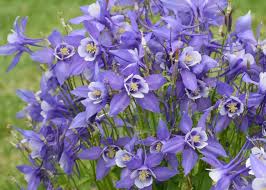 Image result for Aquilegia caerulea