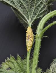 Attēlu rezultāti vaicājumam “Puccinia urticata”