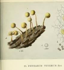 Attēlu rezultāti vaicājumam “Collaria arcyrionema young”