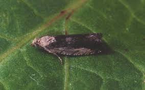 Attēlu rezultāti vaicājumam “Epinotia ramella”