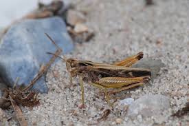 Attēlu rezultāti vaicājumam “Omocestus viridulus”