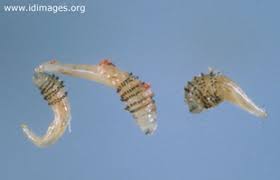 Attēlu rezultāti vaicājumam “Therevidae larva”