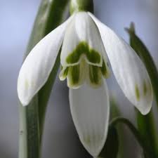 Attēlu rezultāti vaicājumam “Galanthus nivalis”