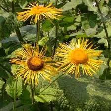 Attēlu rezultāti vaicājumam “Telekia speciosa flower”