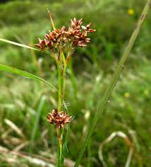 Attēlu rezultāti vaicājumam “Luzula luzuloides”