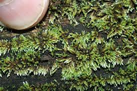 Attēlu rezultāti vaicājumam “Bryum argenteum sporophyte”