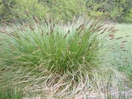 Attēlu rezultāti vaicājumam “Carex paniculata”