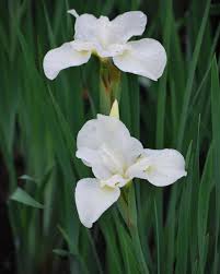 Attēlu rezultāti vaicājumam “Iris sibirica leaf”