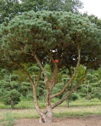 Attēlu rezultāti vaicājumam “Pinus sylvestris var. borussica”