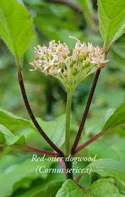 Attēlu rezultāti vaicājumam “Cornus sericea”