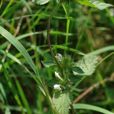 Image result for Galeopsis segetum