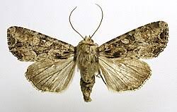 Attēlu rezultāti vaicājumam “Apamea remissa”