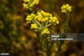 Attēlu rezultāti vaicājumam “Helichrysum arenarium leaf”
