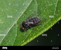 Attēlu rezultāti vaicājumam “Platypezidae”