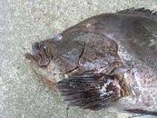 Image result for Dermatolepis inermis