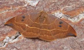 Attēlu rezultāti vaicājumam “Watsonalla binaria”