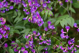Attēlu rezultāti vaicājumam “Lathyrus”