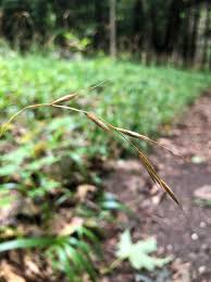 Attēlu rezultāti vaicājumam “Brachypodium sylvaticum fruit”
