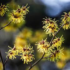 Attēlu rezultāti vaicājumam “Hamamelis virginiana flower”